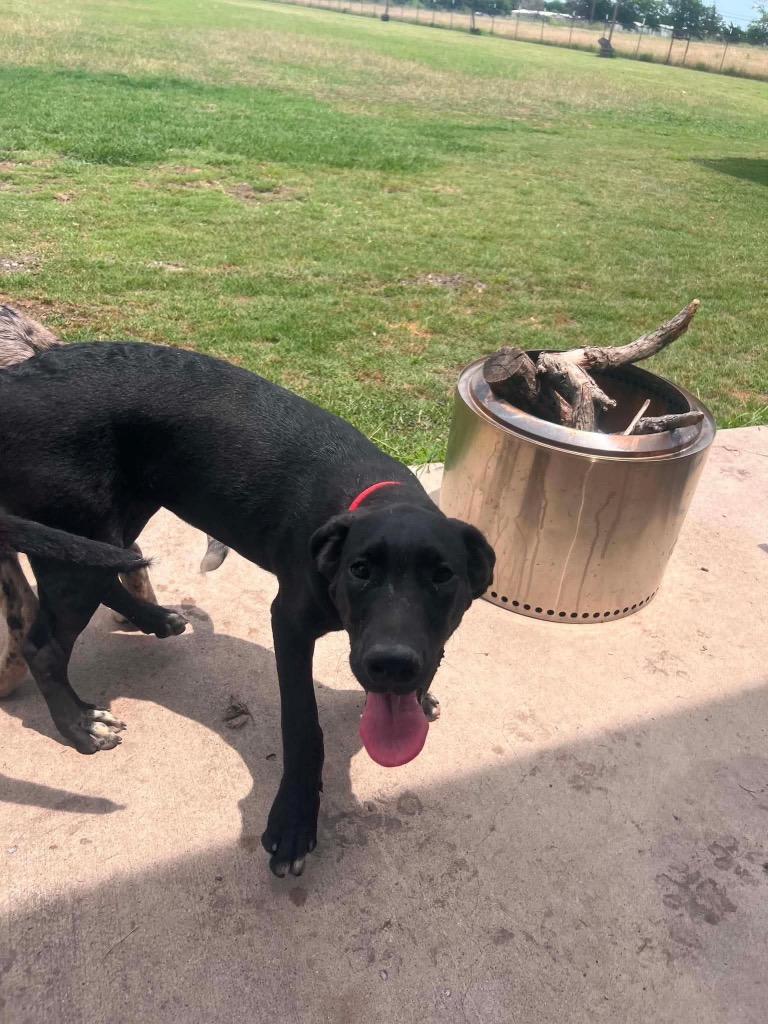 Enlarge Pandora, an adopted Great Dane in Corpus Christi, TX image 2/3