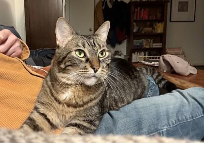 Enlarge Lucy, a Adoptable mixed breed in Bellevue, WA image 2/2