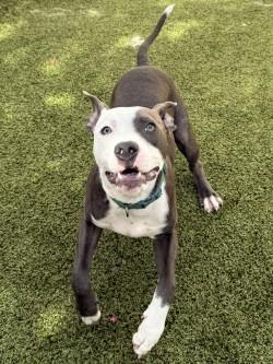Enlarge Willis, a Adoptable mixed breed in Savannah, GA image 2/3