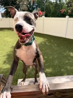 Enlarge Willis, a Adoptable mixed breed in Savannah, GA image 3/3