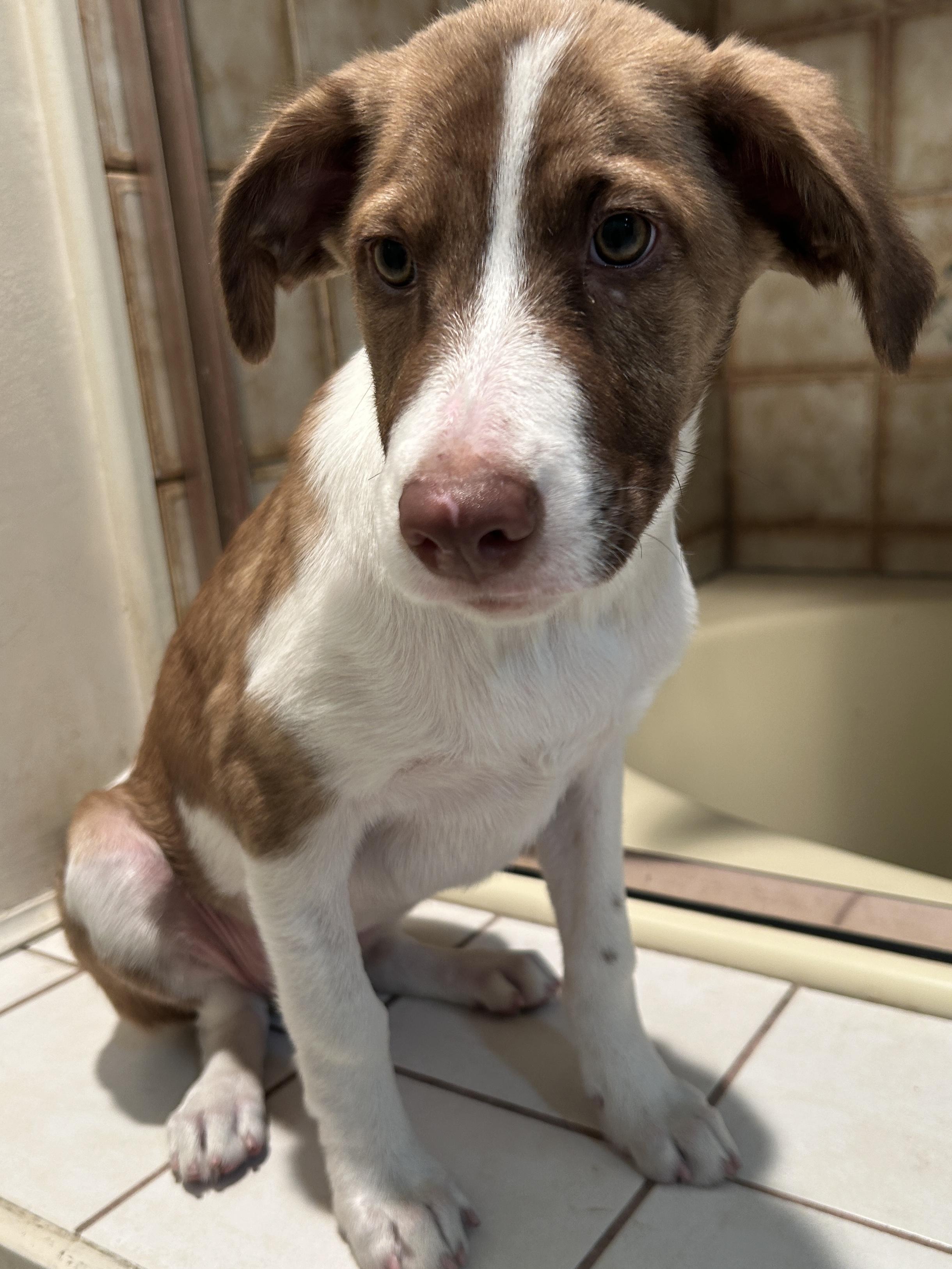 SHEENA, a ADOPTABLE mixed breed in El Cajon, CA image 5/6