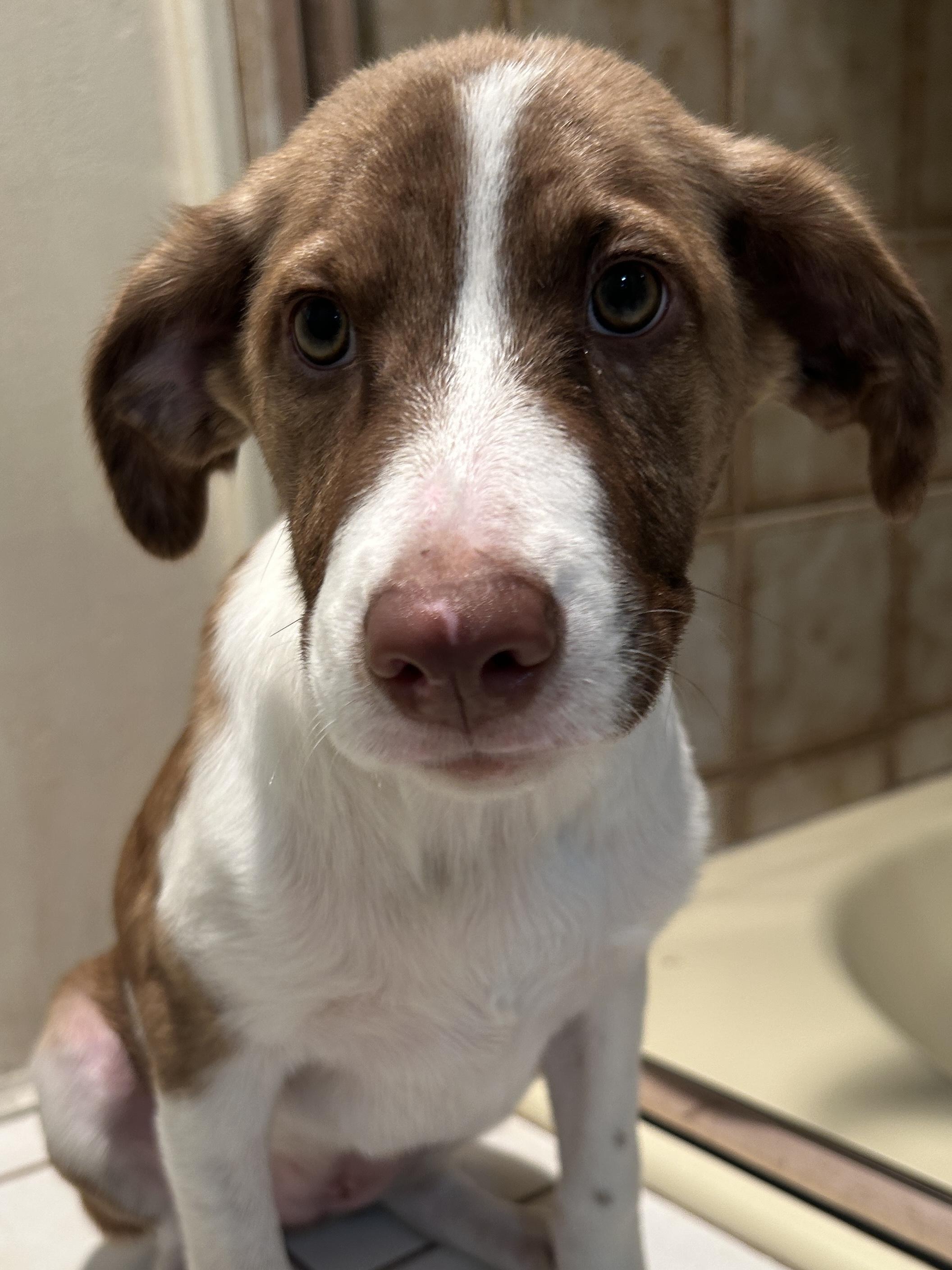 SHEENA, ADOPTABLE, Puppy Female Australian Shepherd.