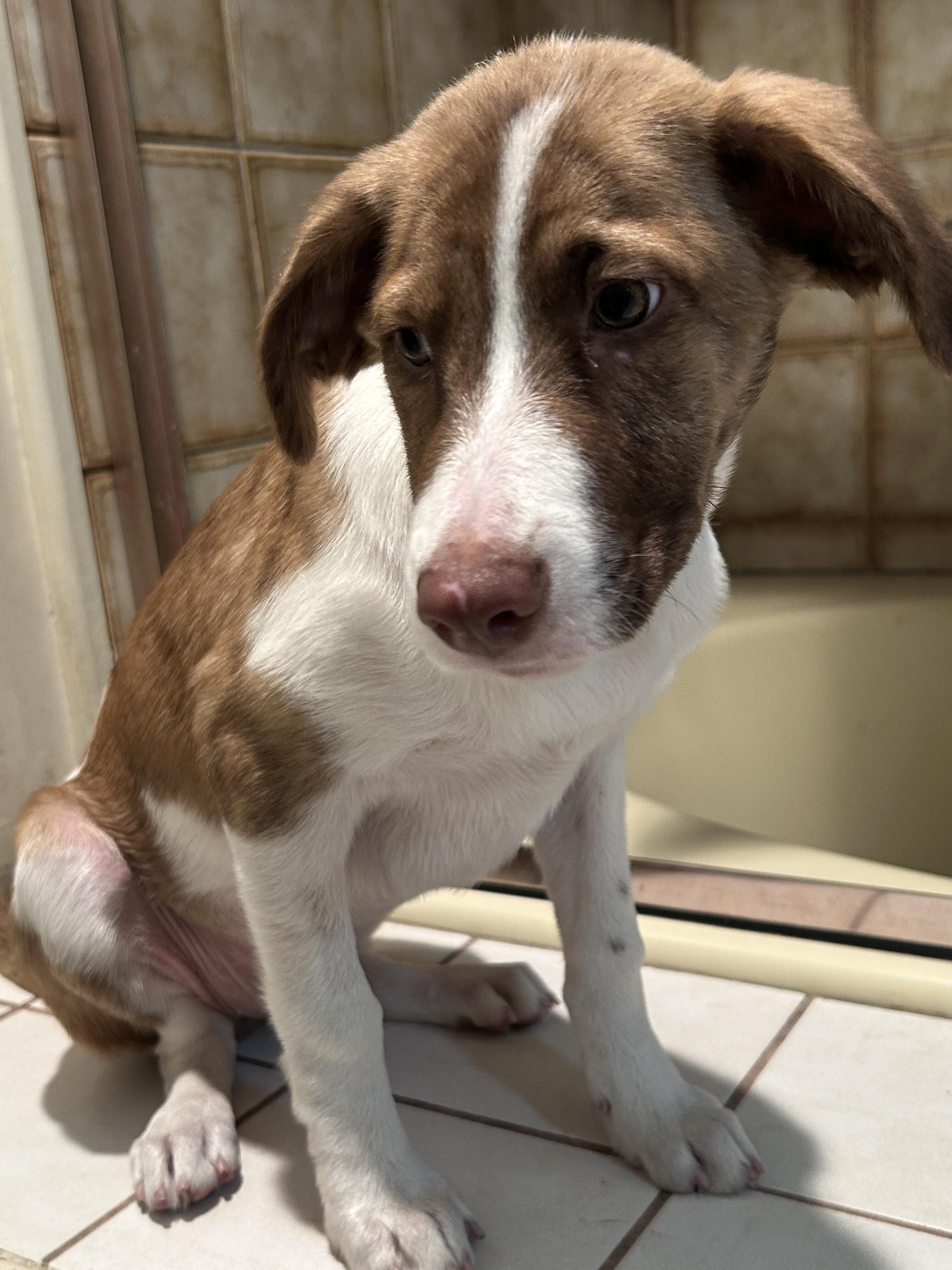 SHEENA, a ADOPTABLE mixed breed in El Cajon, CA image 2/6