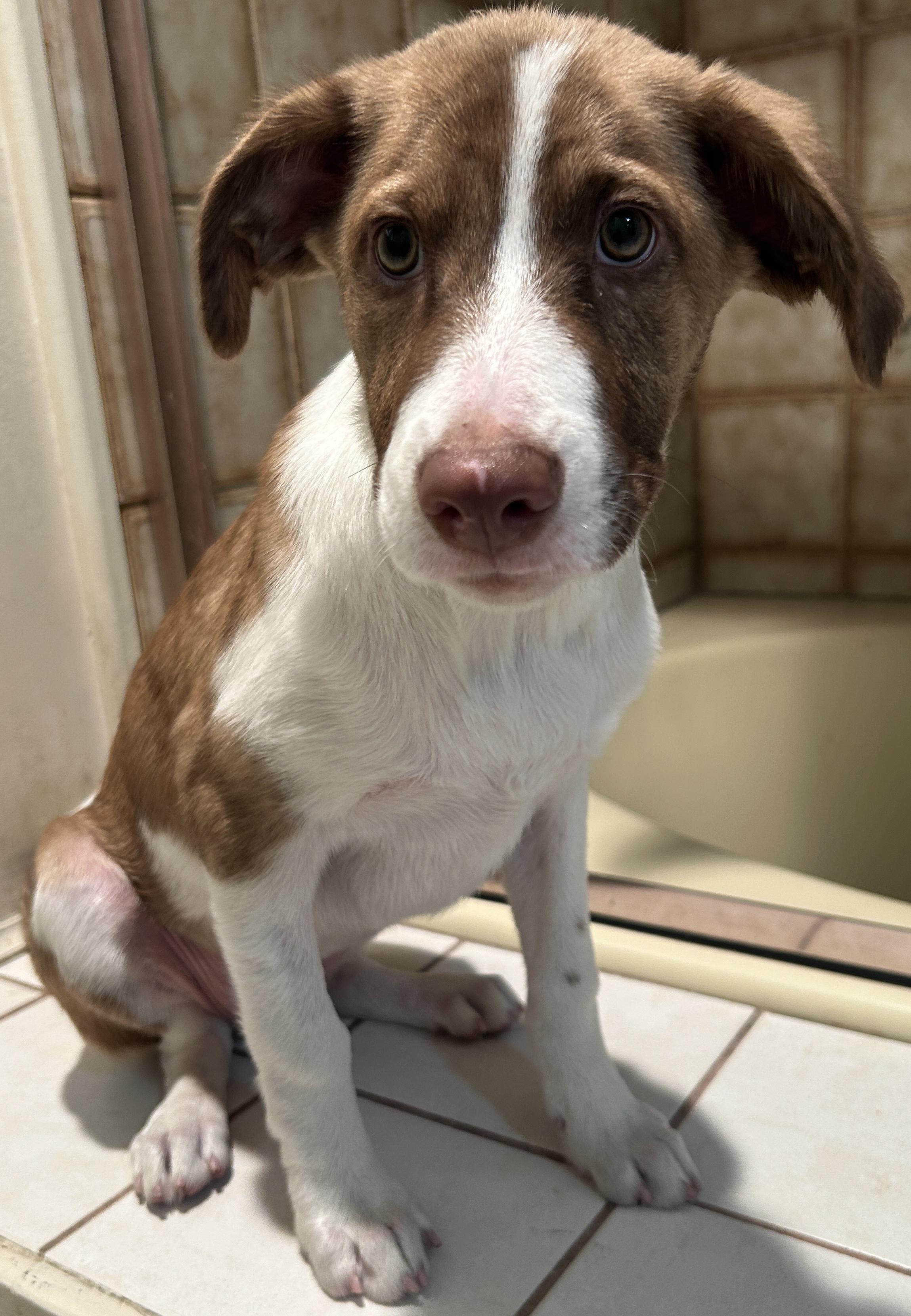 SHEENA, a ADOPTABLE mixed breed in El Cajon, CA image 4/6
