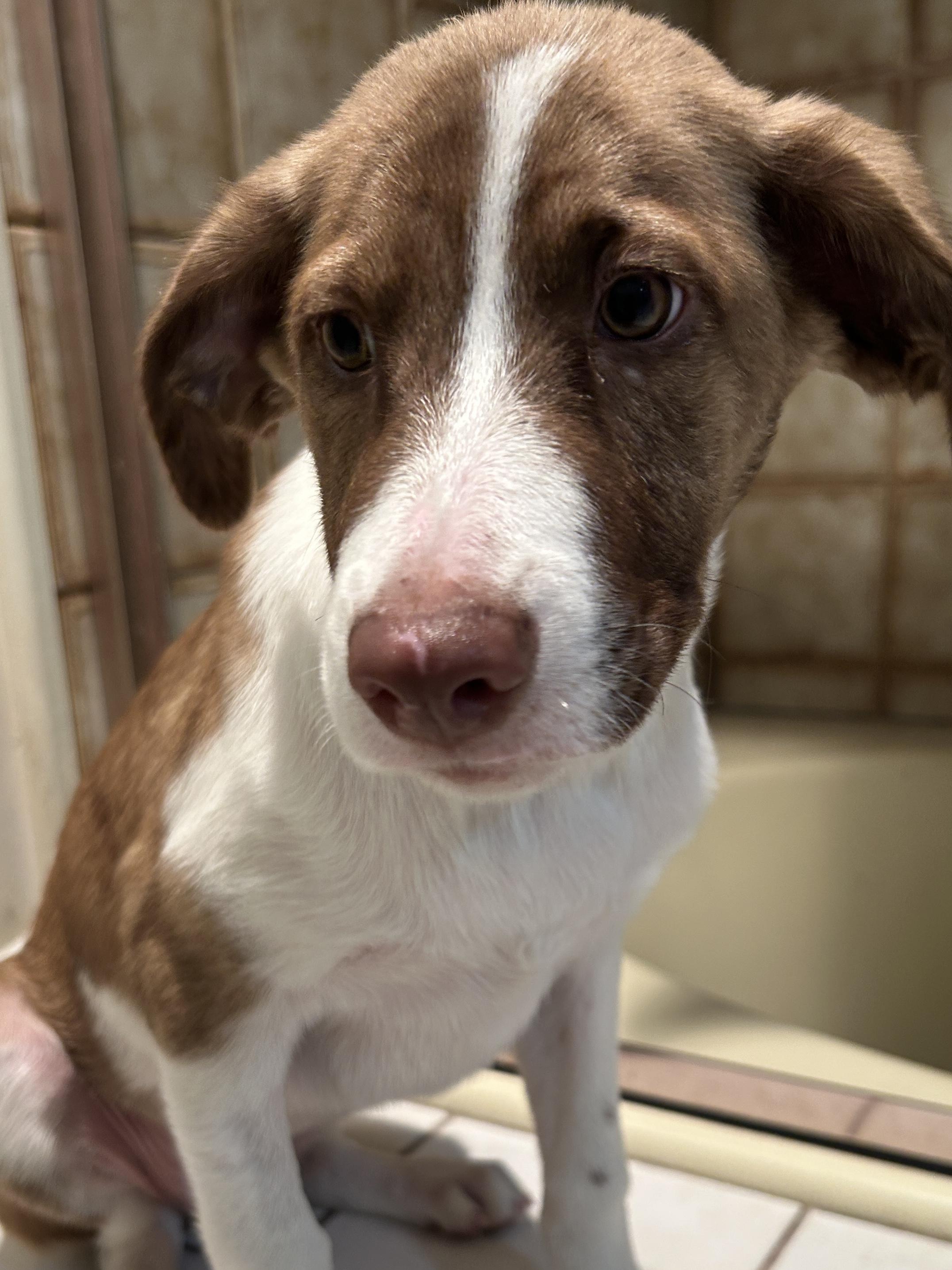SHEENA, a ADOPTABLE mixed breed in El Cajon, CA image 3/6