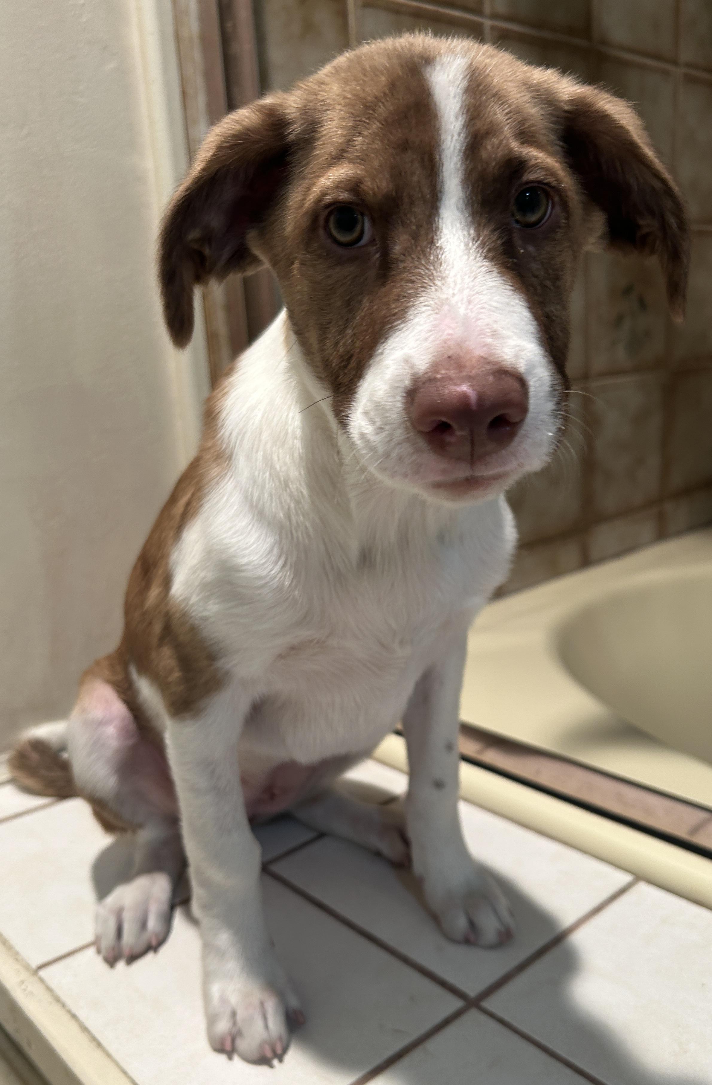 SHEENA, a ADOPTABLE mixed breed in El Cajon, CA image 6/6