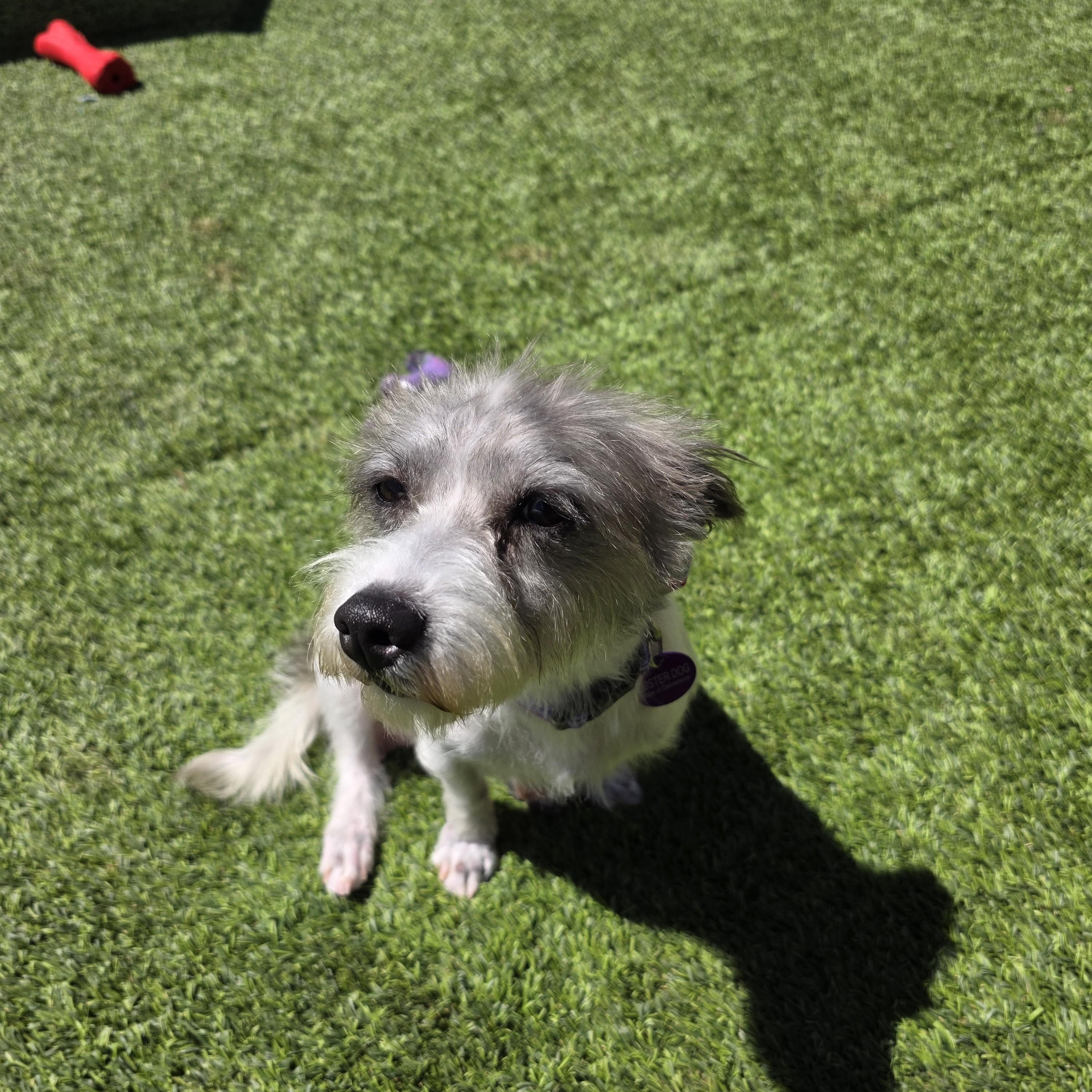 Enlarge Pixie, a Adopted mixed breed in Tucson, AZ image 3/5