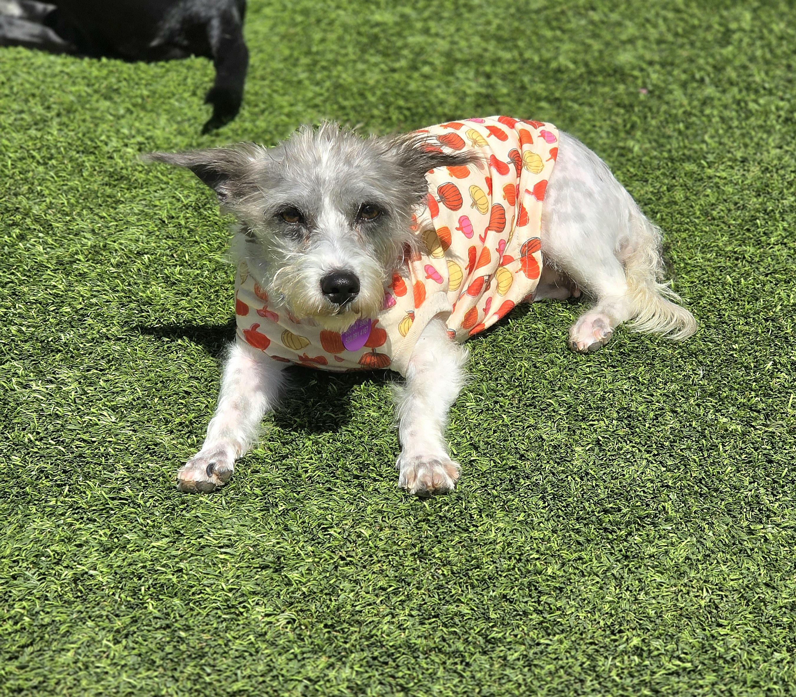 Enlarge Pixie, a Adopted mixed breed in Tucson, AZ image 5/5