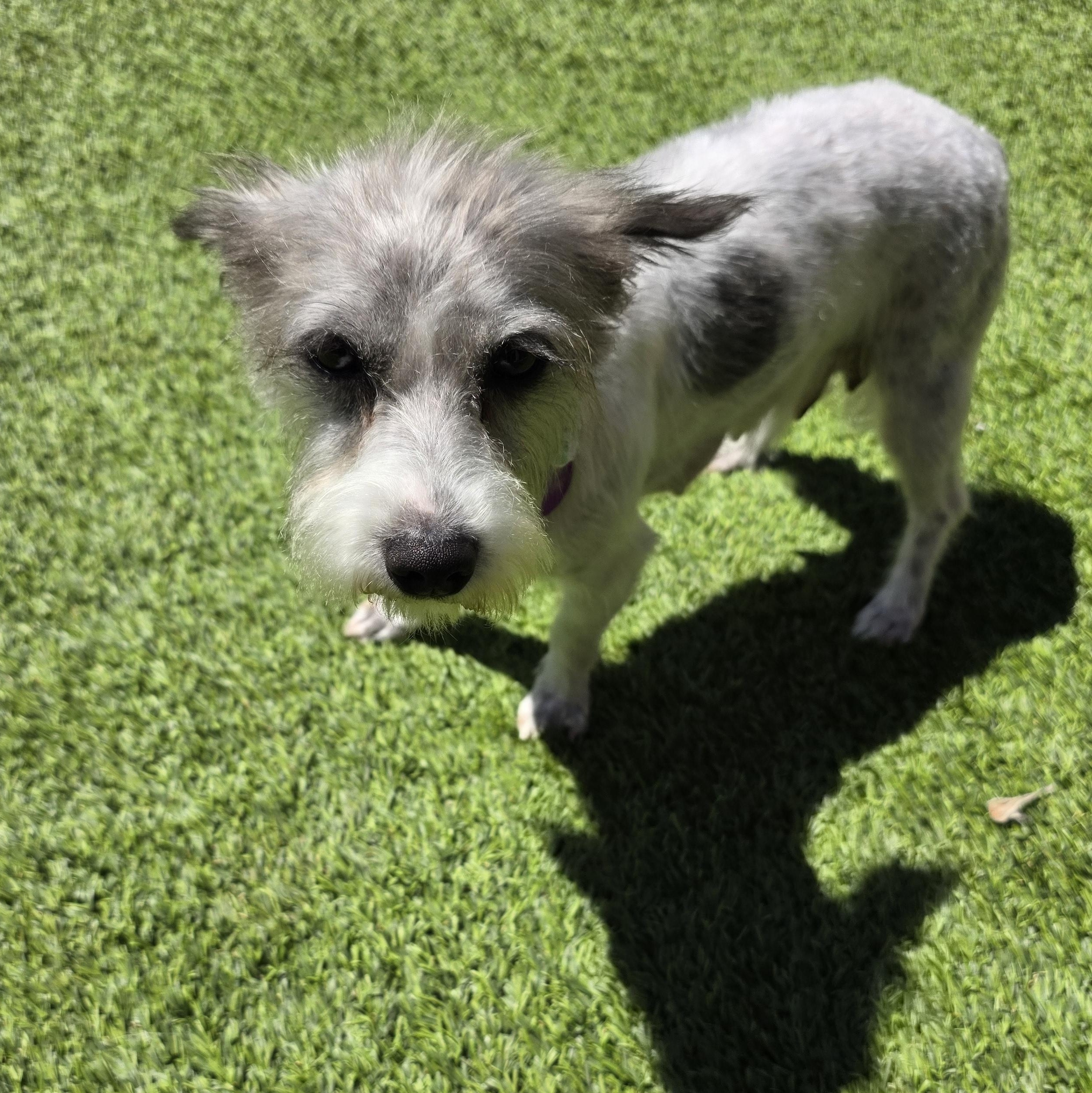Enlarge Pixie, a Adopted mixed breed in Tucson, AZ image 4/5