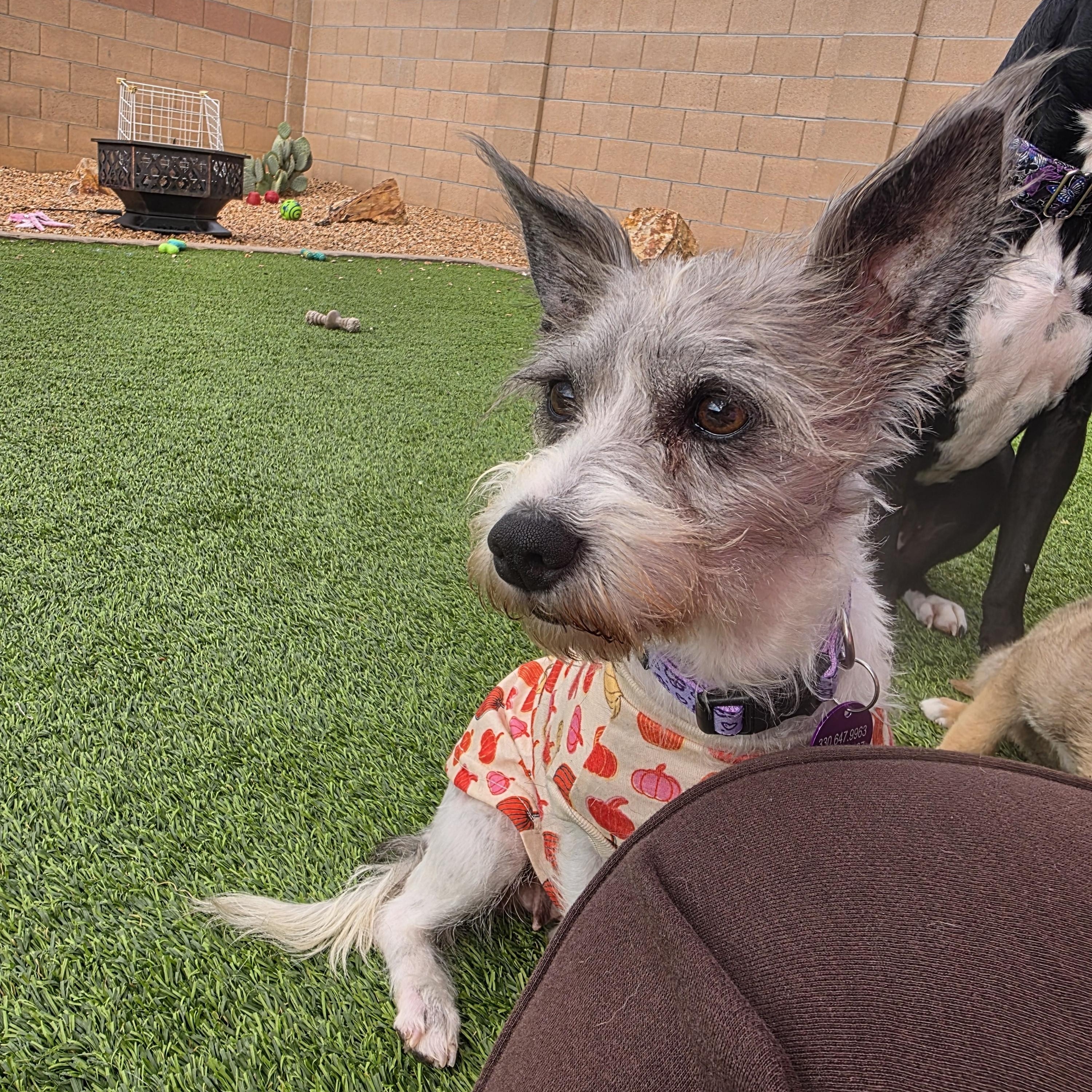 Pixie, Adopted, Young Female Terrier.