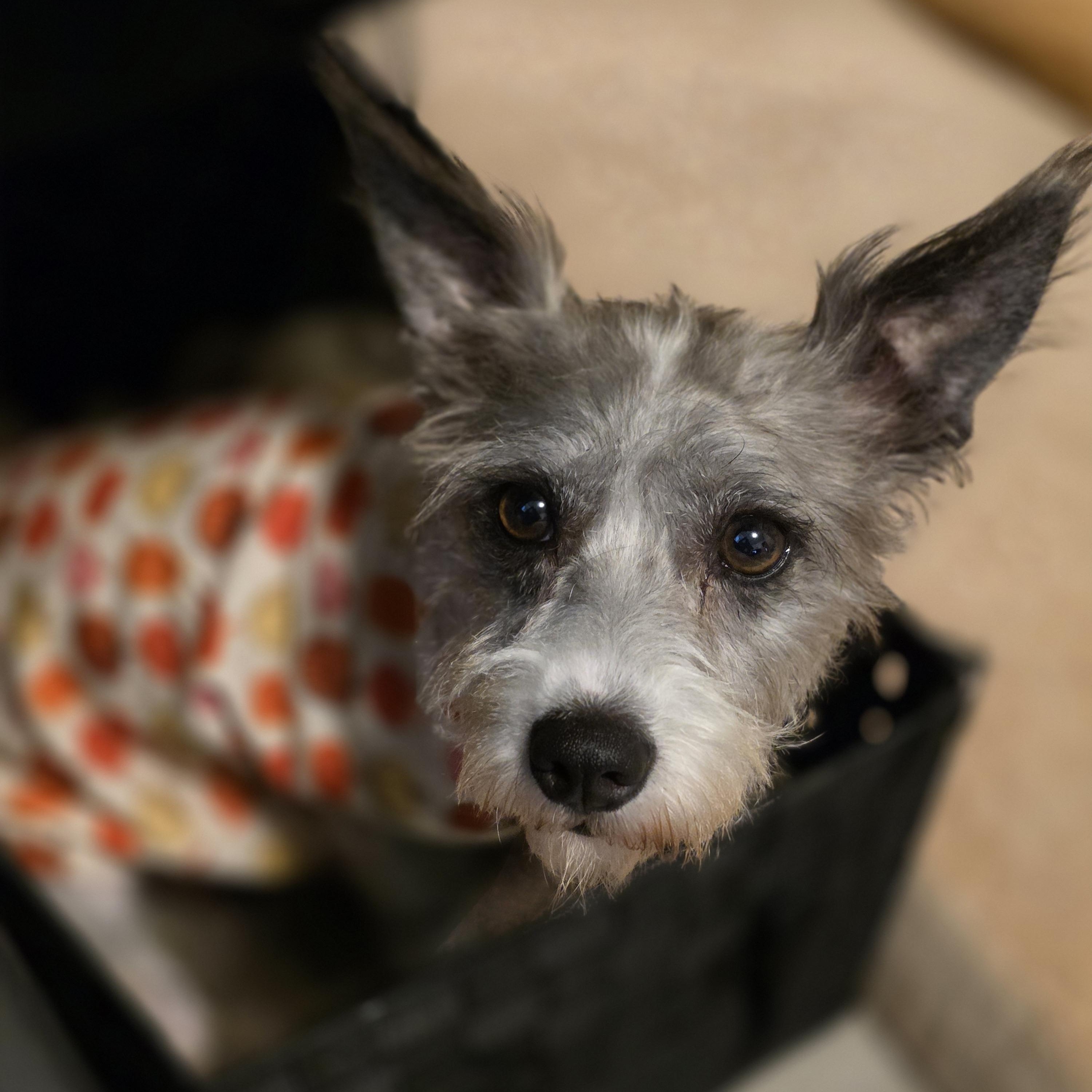 Enlarge Pixie, a Adopted mixed breed in Tucson, AZ image 2/5