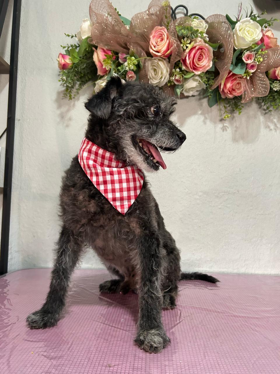 Enlarge Ewok, a Adoptable mixed breed in Palm Desert, CA image 2/7