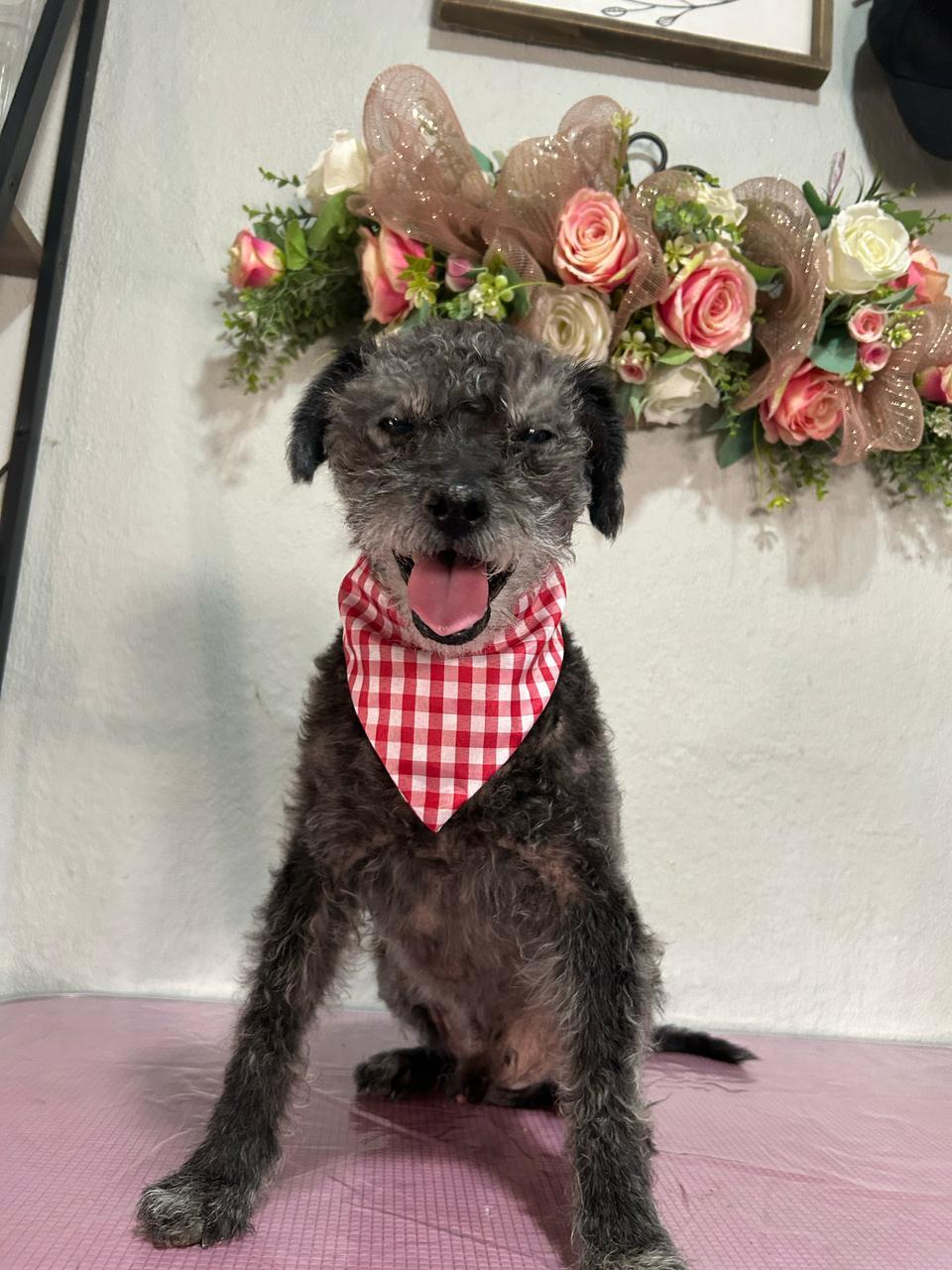 Enlarge Ewok, a Adoptable mixed breed in Palm Desert, CA image 3/7