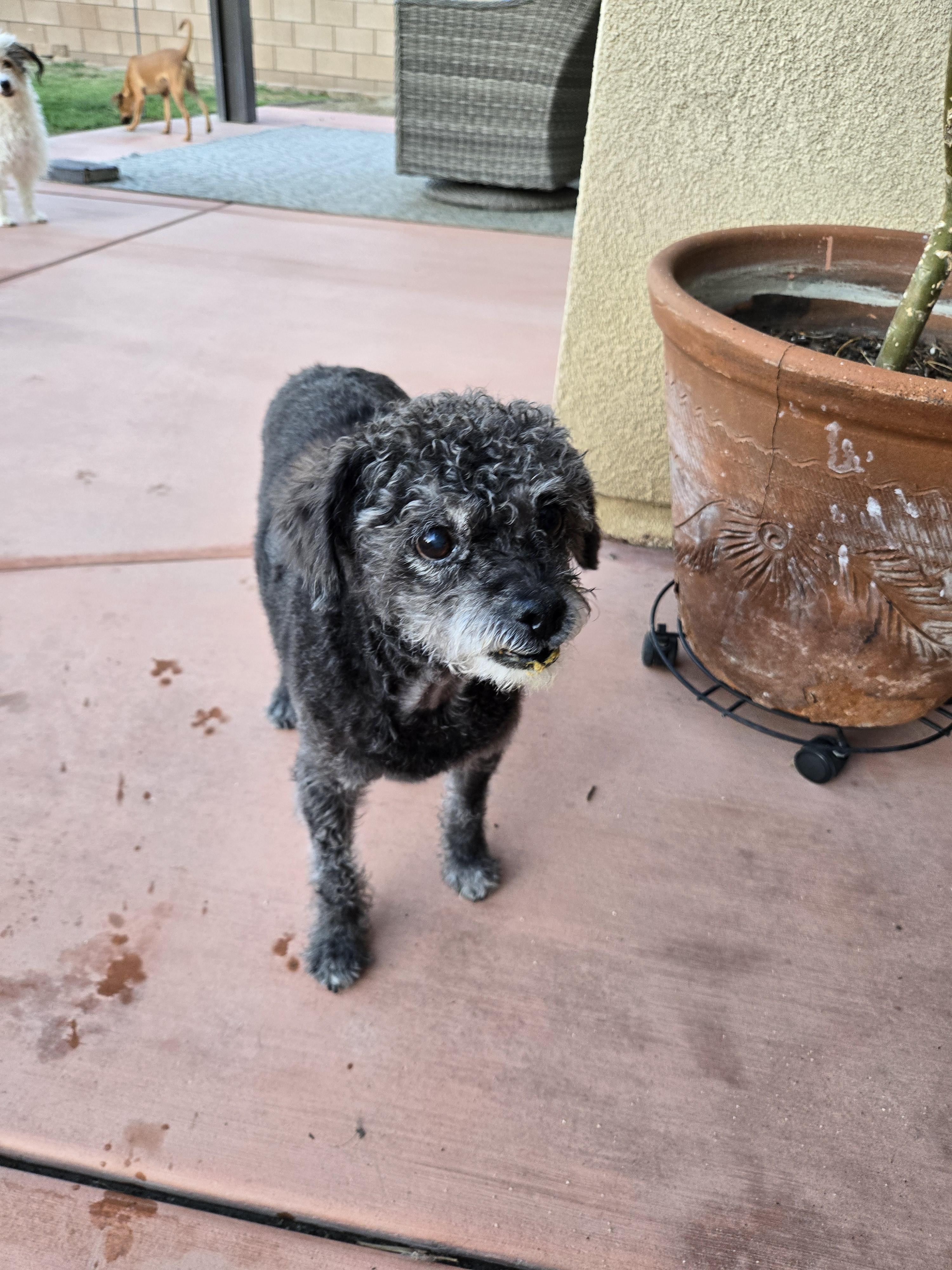 Enlarge Ewok, a Adoptable mixed breed in Palm Desert, CA image 4/7