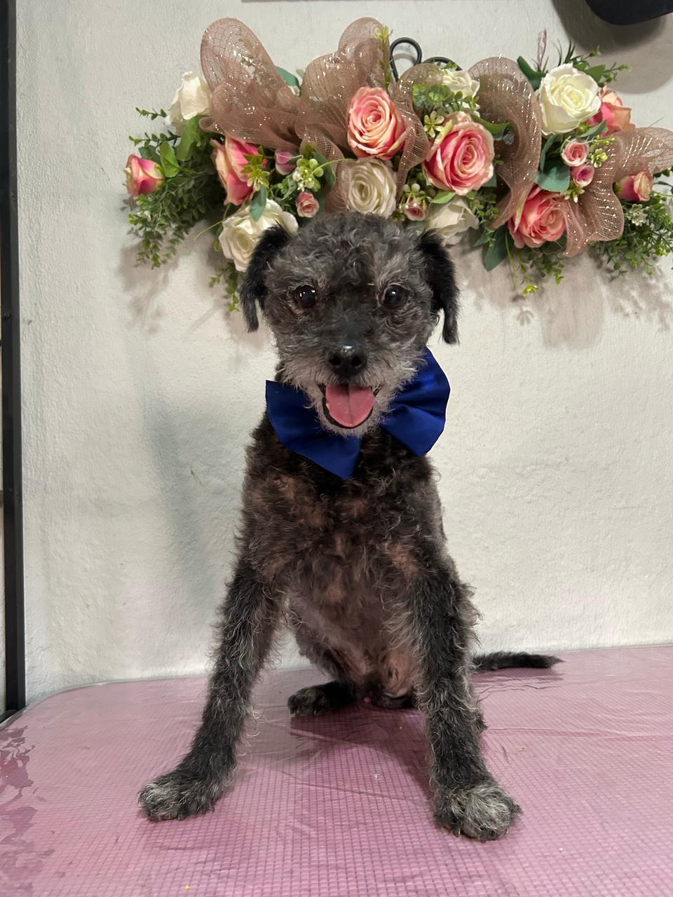 Enlarge Ewok, a Adoptable mixed breed in Palm Desert, CA image 5/7