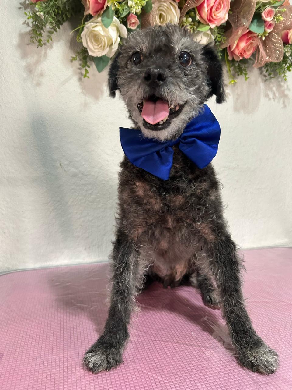 Enlarge Ewok, a Adoptable mixed breed in Palm Desert, CA image 6/7