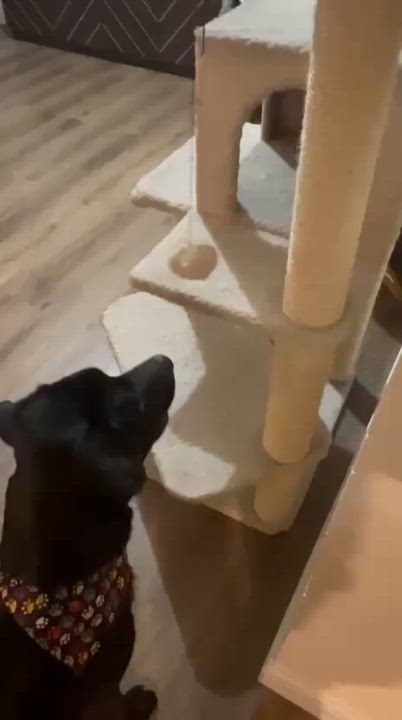 Enlarge Ewok, a Adoptable mixed breed in Palm Desert, CA video 7/7