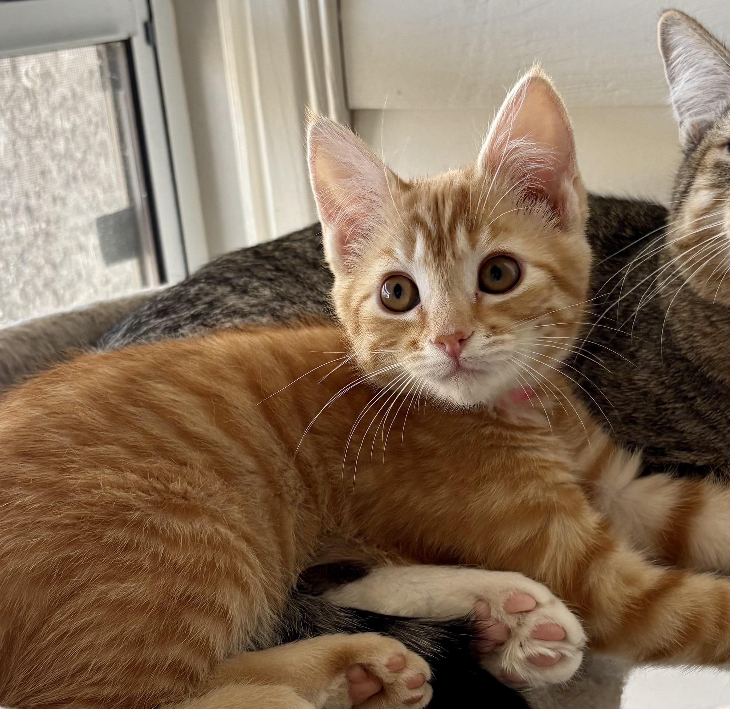 Enlarge Buttercup, a Adoptable Domestic Short Hair in Oracle, AZ image 2/3