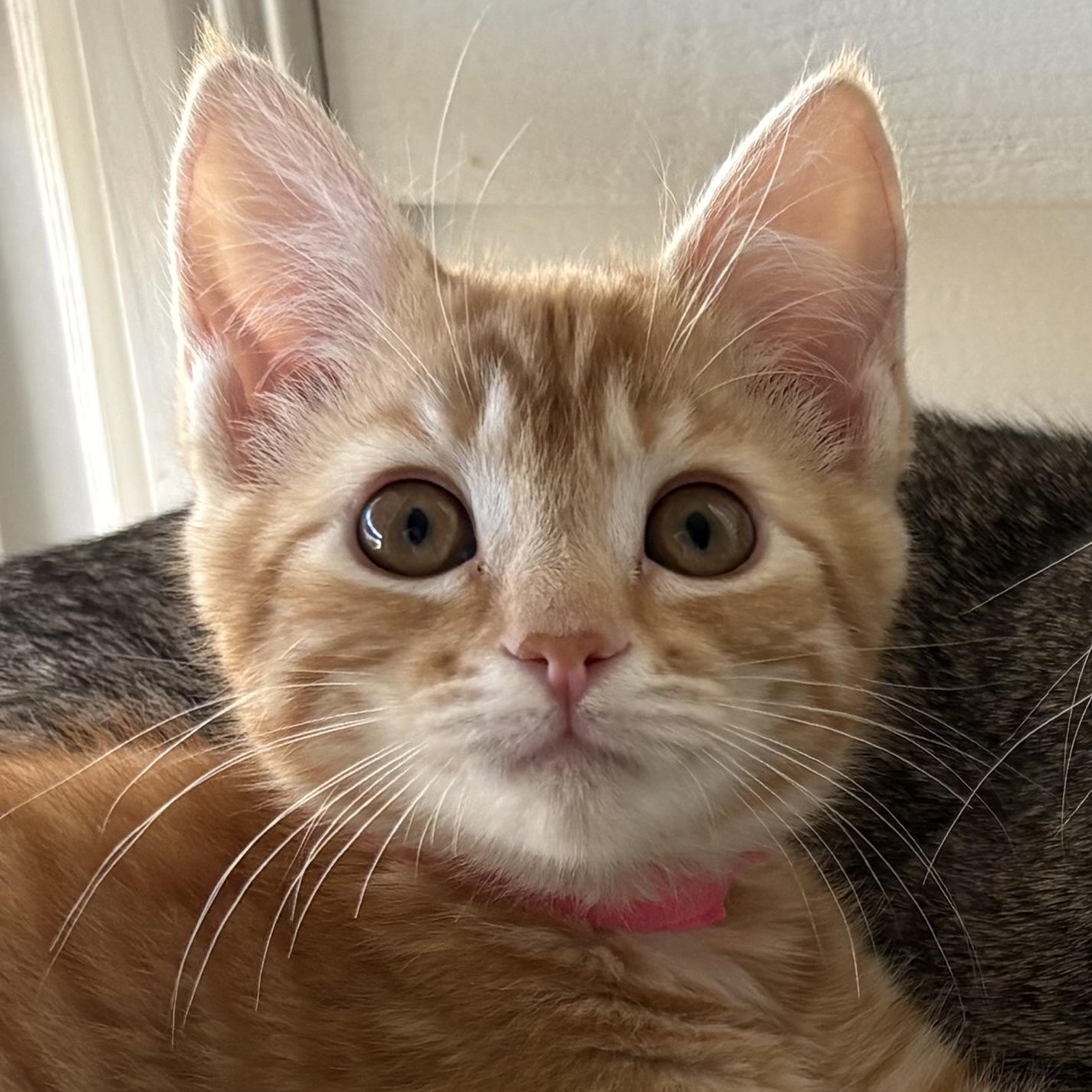 Enlarge Buttercup, a Adoptable Domestic Short Hair in Oracle, AZ image 1/3