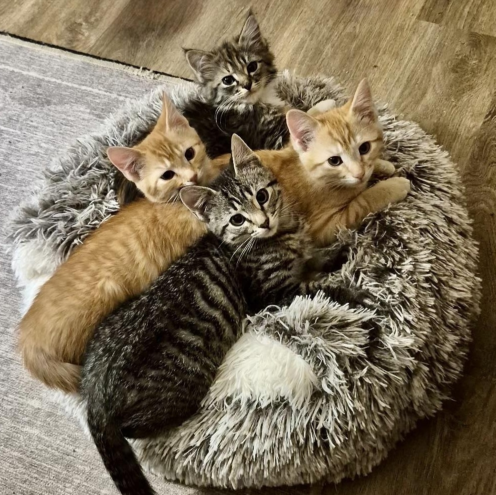 Enlarge Buttercup, a Adoptable Domestic Short Hair in Oracle, AZ image 3/3