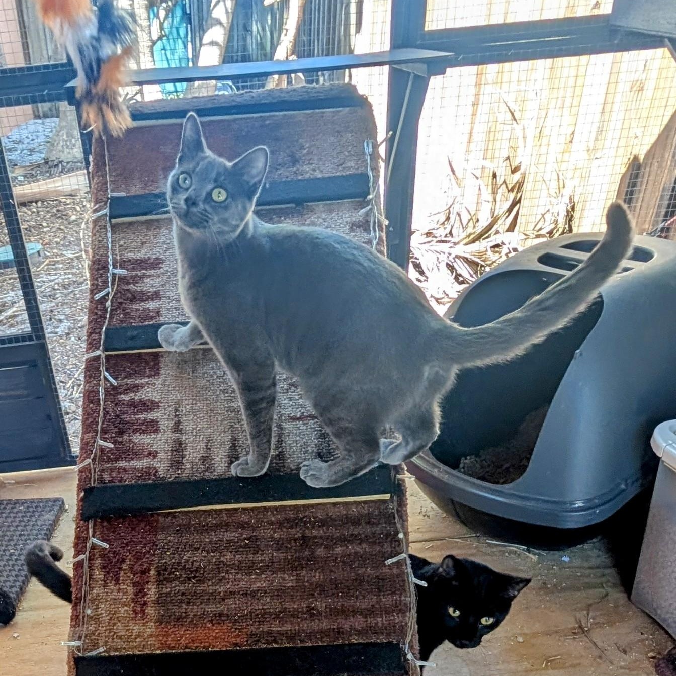 Miranda, Adopted, Young Female Russian Blue.