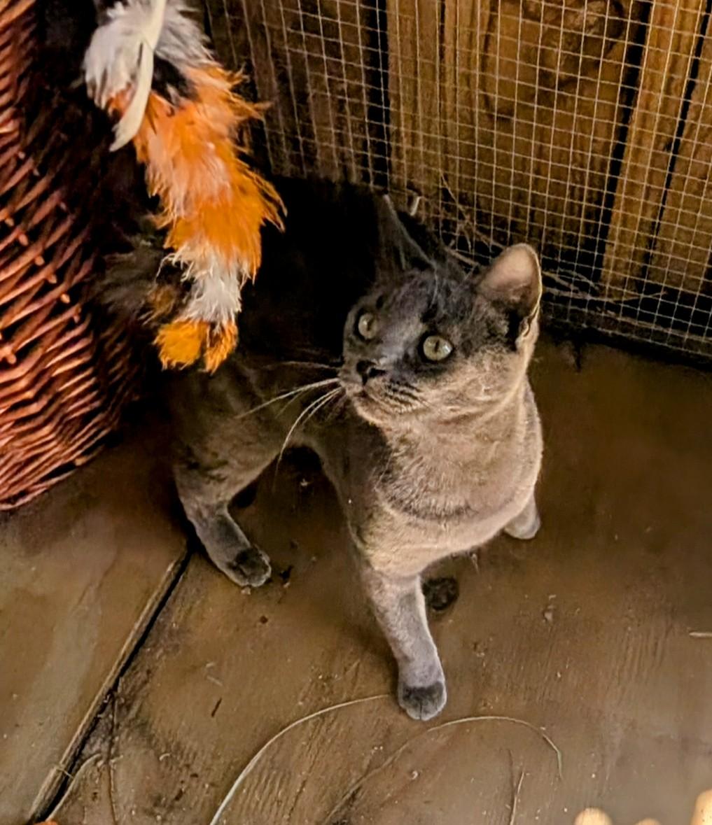 Miranda, a Adopted mixed breed in Fort Lauderdale, FL image 2/4