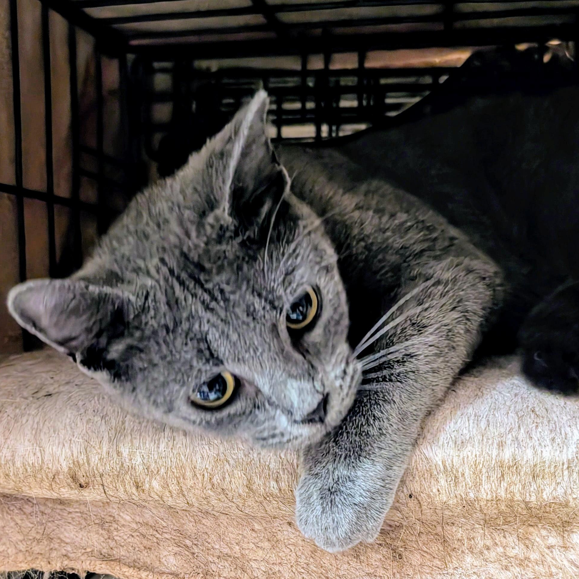 Miranda, a Adopted mixed breed in Fort Lauderdale, FL image 3/4