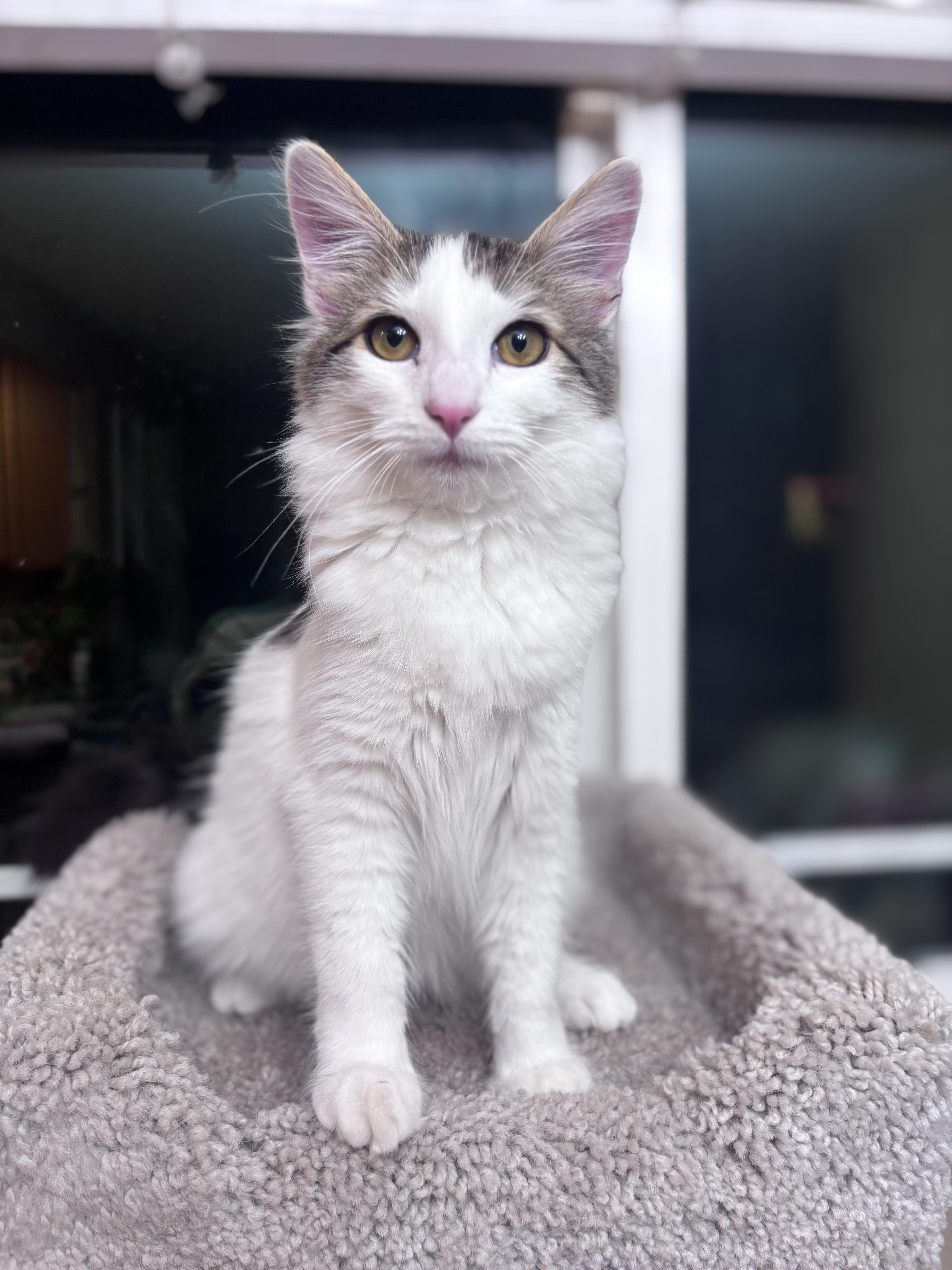 Enlarge Henderson, a ADOPTABLE mixed breed in Corona, CA image 1/1