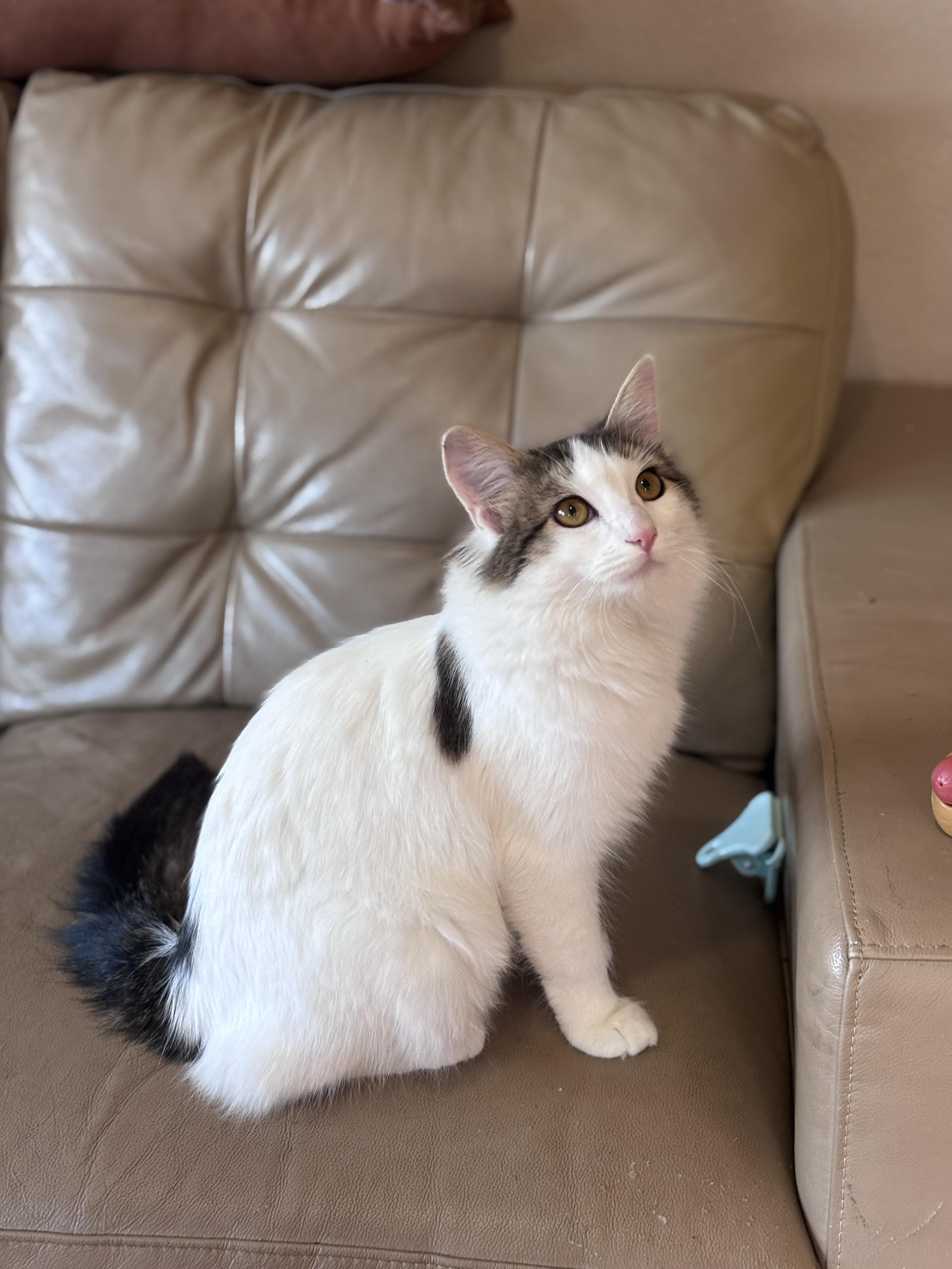 Enlarge Henderson, an adopted mixed breed in Corona, CA image 2/2