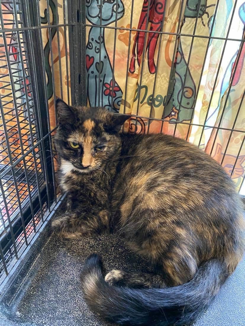 Enlarge Sarah, a Adoptable Domestic Short Hair in Tower City, PA image 1/2