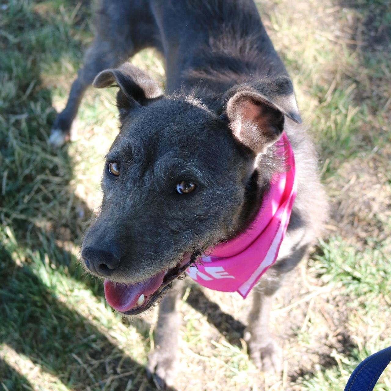 Silly, an adoptable mixed breed in La Grande, OR image 6/6