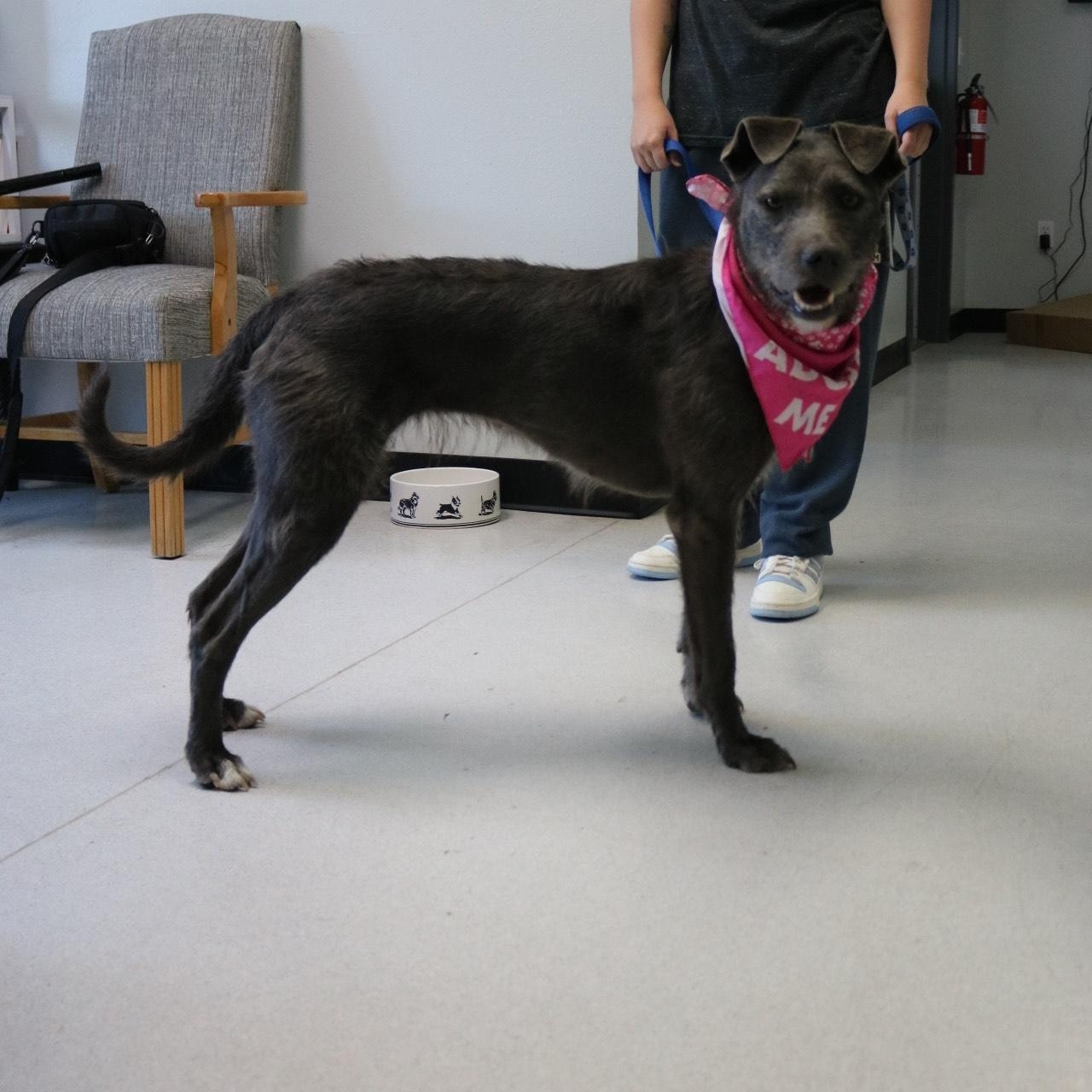 Silly, an adoptable mixed breed in La Grande, OR image 5/6