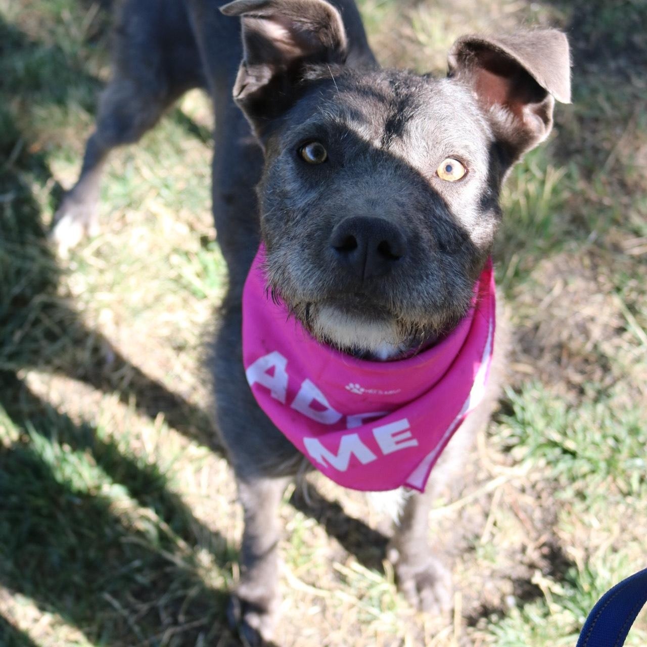 Silly, adoptable, Adult Female Terrier.