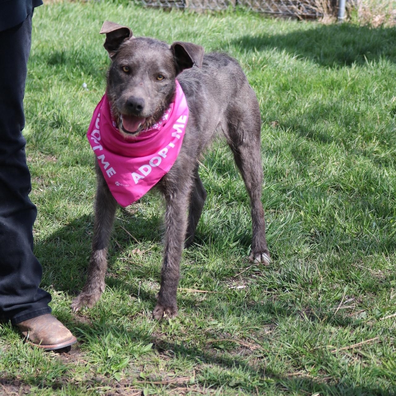 Silly, an adoptable mixed breed in La Grande, OR image 2/6