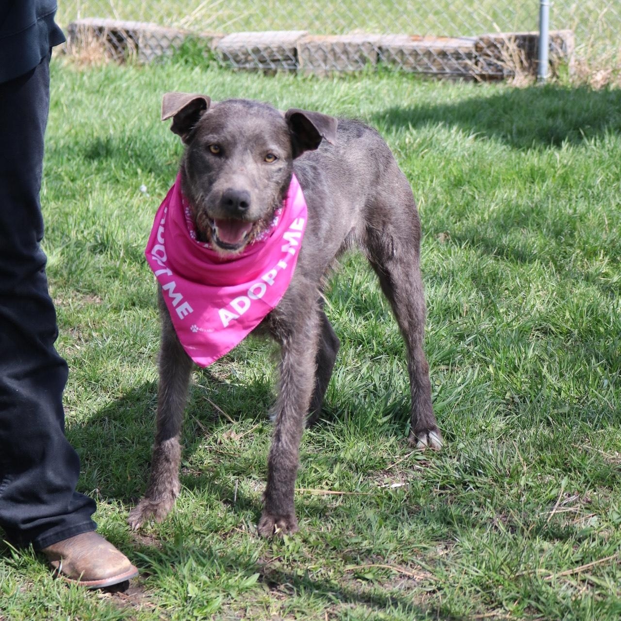 Silly, an adoptable mixed breed in La Grande, OR image 4/6