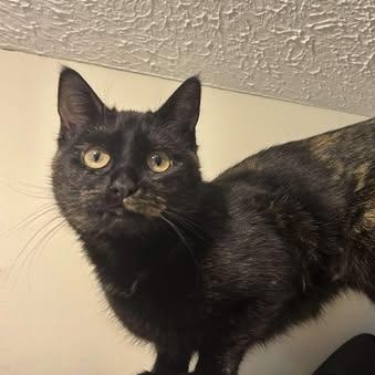 Enlarge Miss Sprinkles, a ADOPTABLE mixed breed in East Lansing, MI image 1/5