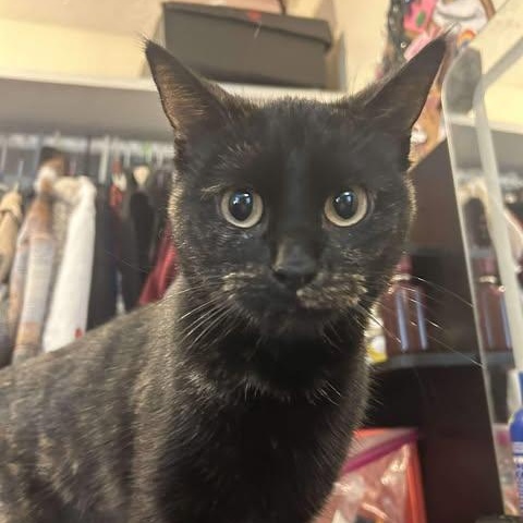 Enlarge Miss Sprinkles, a ADOPTABLE mixed breed in East Lansing, MI image 2/5