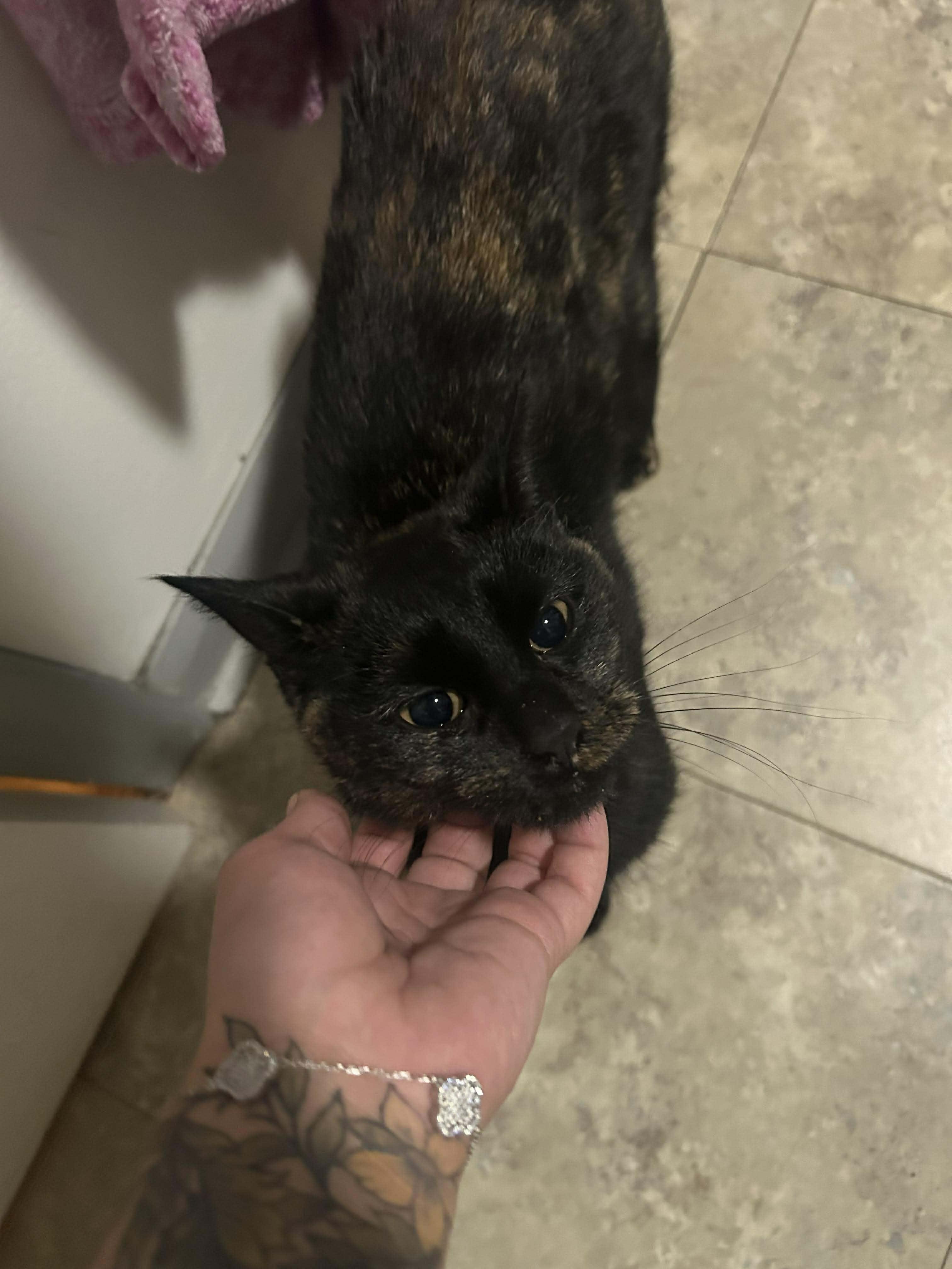 Enlarge Miss Sprinkles, a ADOPTABLE mixed breed in East Lansing, MI image 3/5