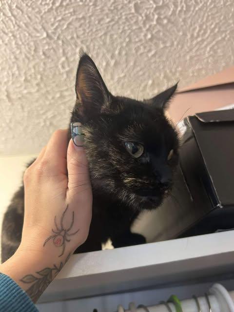 Enlarge Miss Sprinkles, a ADOPTABLE mixed breed in East Lansing, MI image 4/5