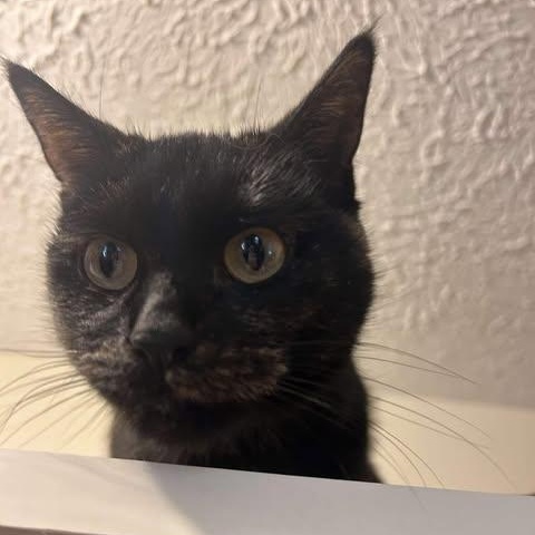 Enlarge Miss Sprinkles, a ADOPTABLE mixed breed in East Lansing, MI image 5/5