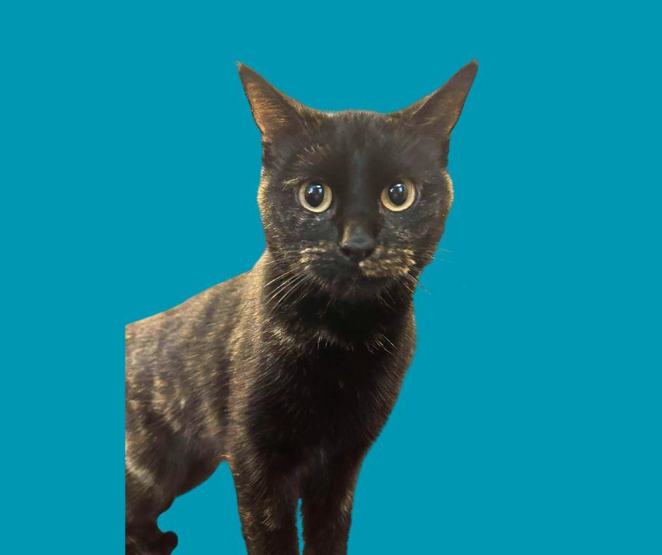 Enlarge Miss Sprinkles, a ADOPTABLE mixed breed in East Lansing, MI image 5/5