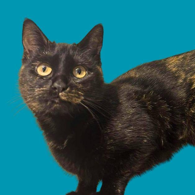 Miss Sprinkles, ADOPTABLE, Adult Female Domestic Short Hair.