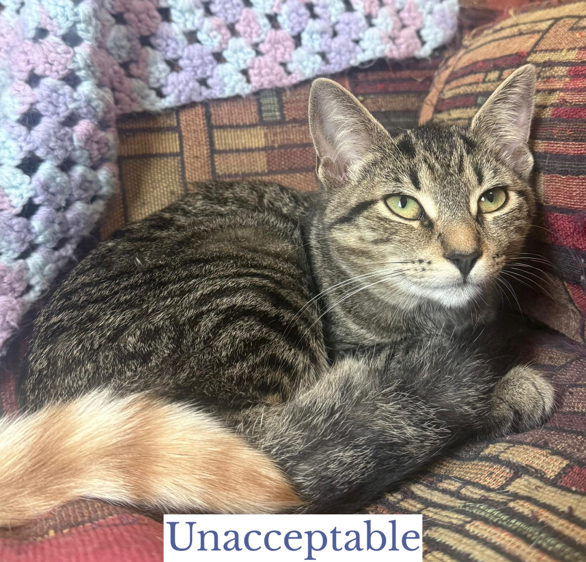 Enlarge Unacceptable, a Adoptable Domestic Short Hair in Berkeley Springs, WV image 2/3