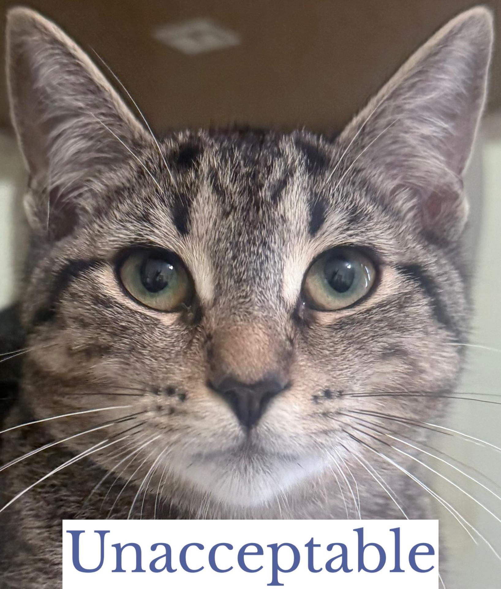 Enlarge Unacceptable, a Adoptable Domestic Short Hair in Berkeley Springs, WV image 3/3
