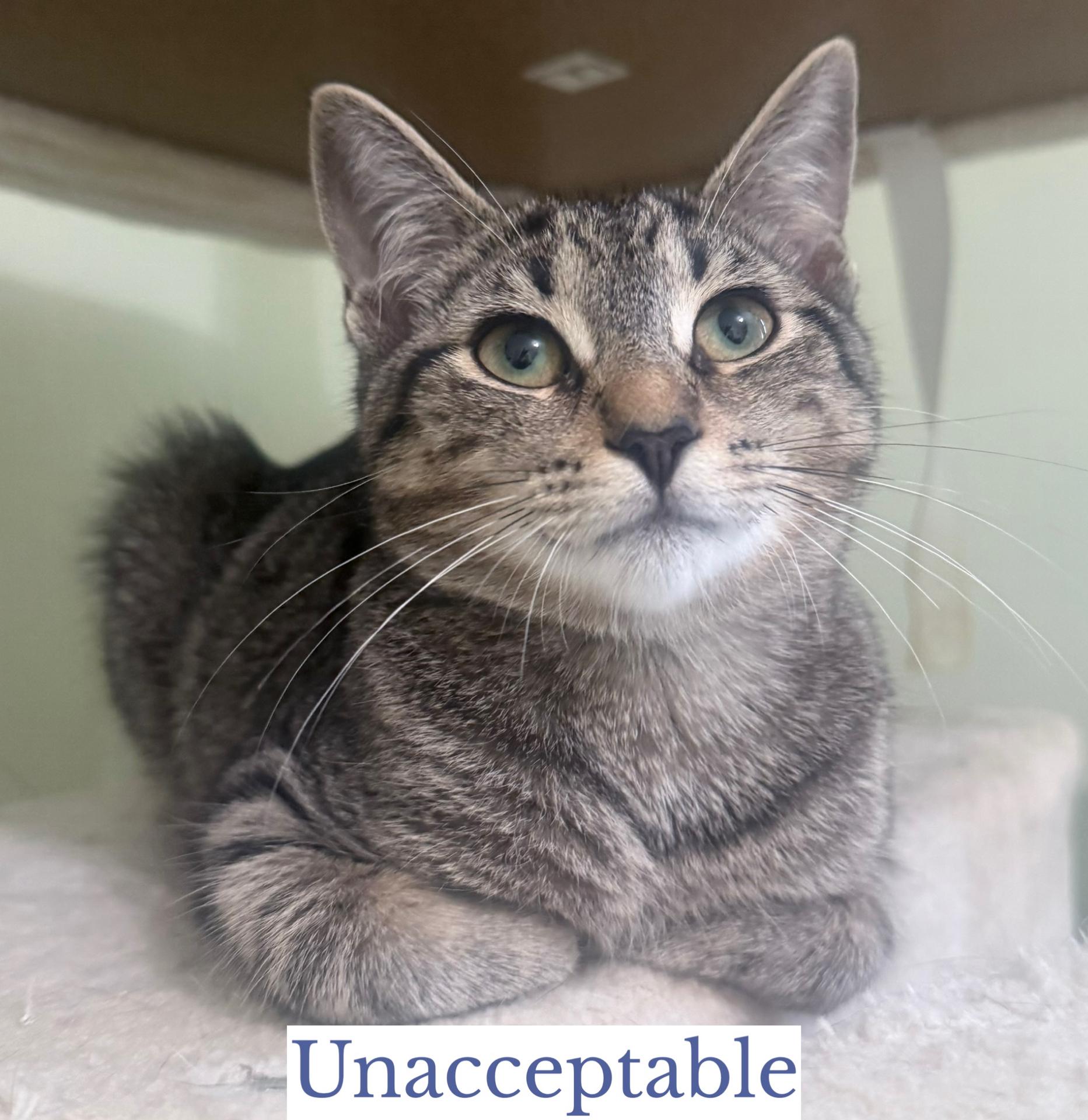 Unacceptable, Adoptable, Young Female Domestic Short Hair.