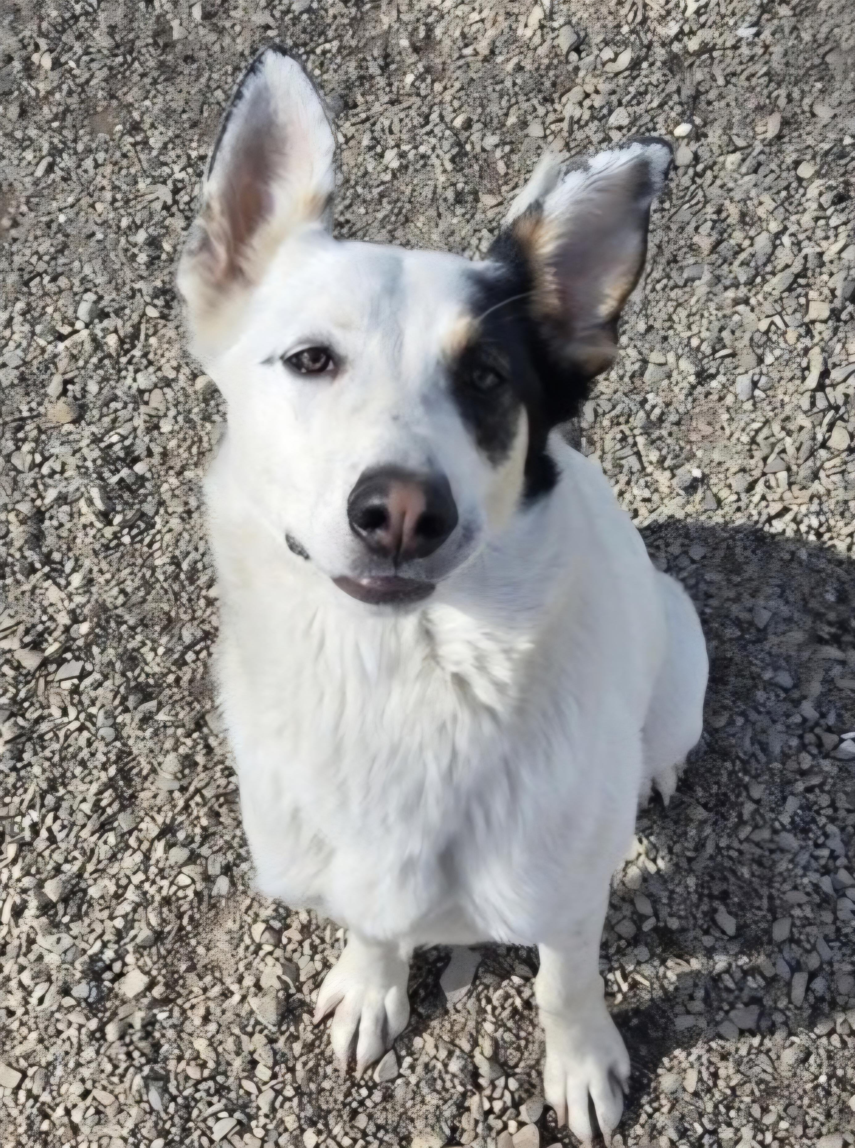 Enlarge Camdon, a Adoptable mixed breed in Salt Lake City, UT image 1/4