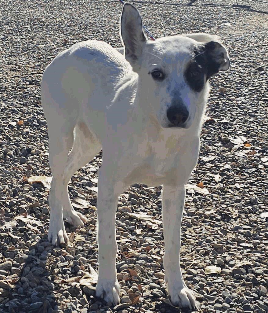 Enlarge Camdon, a Adoptable mixed breed in Salt Lake City, UT image 1/2