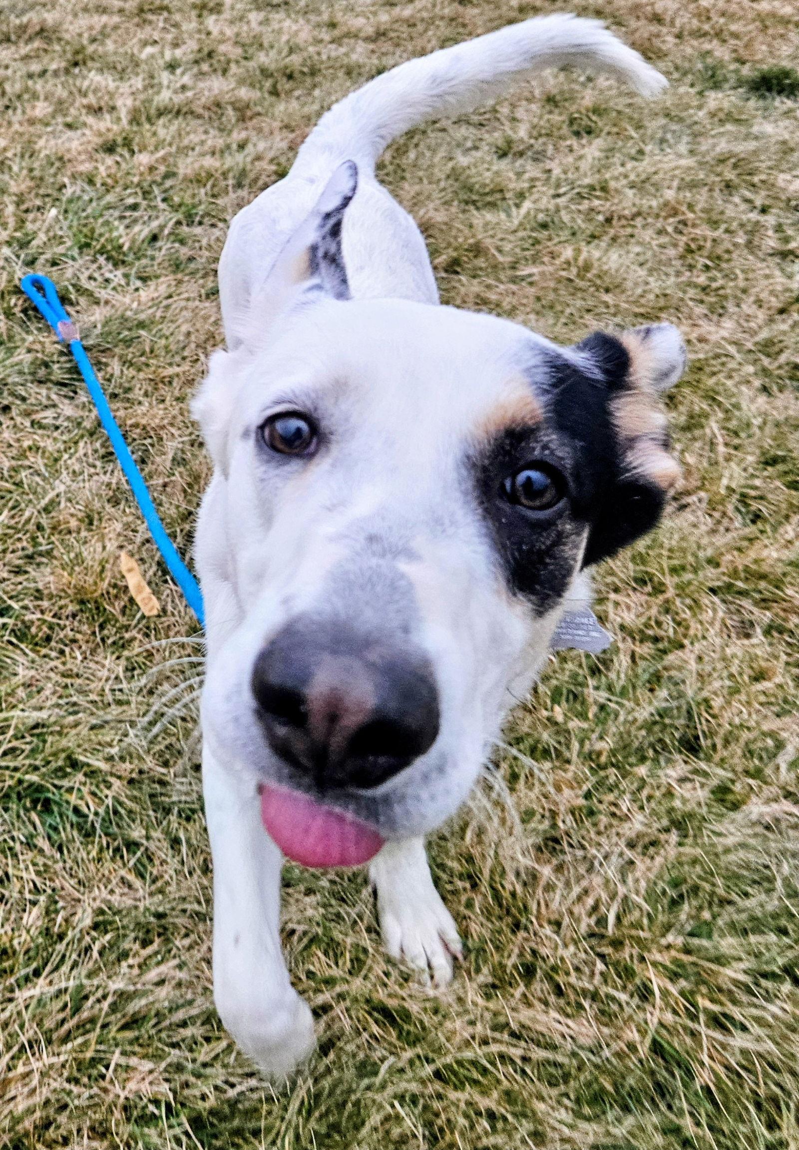 Enlarge Camdon, a Adoptable mixed breed in Salt Lake City, UT image 2/2