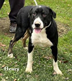 Henry, Adoptable, Adult Male Labrador Retriever & Border Collie.