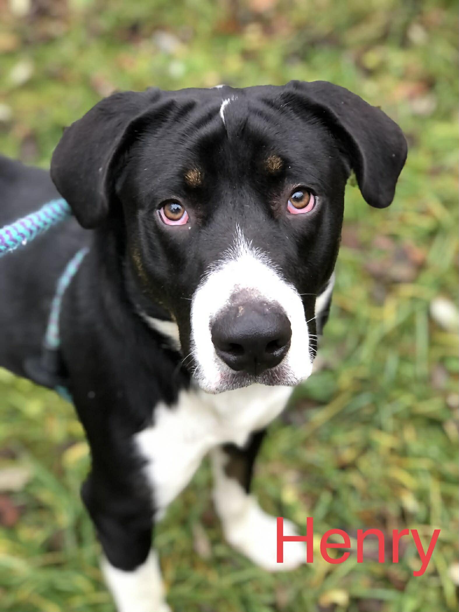 Henry, a Adoptable mixed breed in Elkins, WV image 2/2